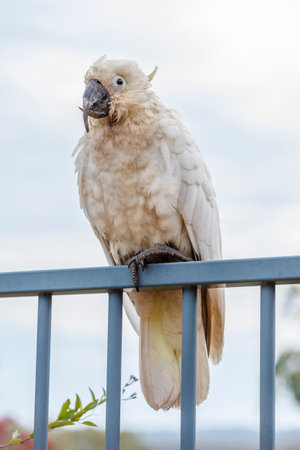 Photograph of an aging Sulphur Crested Cockatoo taking a rest on a fence in the Blue Mountains in New South Wales, Australia.の写真素材