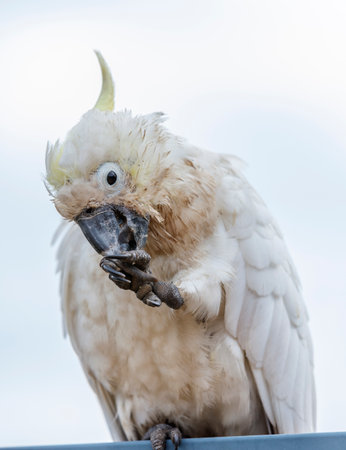 Photograph of an aging Sulphur Crested Cockatoo taking a rest on a fence in the Blue Mountains in New South Wales, Australia.の写真素材