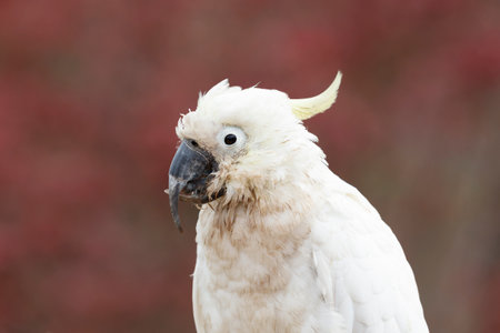 Photograph of an aging Sulphur Crested Cockatoo taking a rest on a fence in the Blue Mountains in New South Wales, Australia.の写真素材