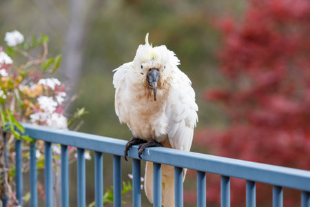 Photograph of an aging Sulphur Crested Cockatoo taking a rest on a fence in the Blue Mountains in...