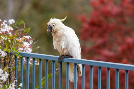 Photograph of an aging Sulphur Crested Cockatoo taking a rest on a fence in the Blue Mountains in New South Wales, Australia.の写真素材