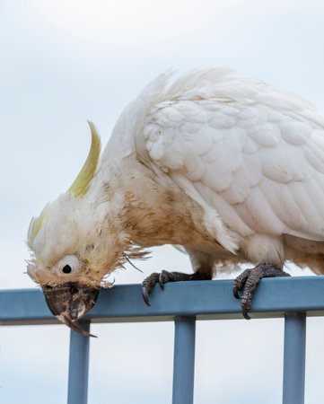 Photograph of an aging Sulphur Crested Cockatoo taking a rest on a fence in the Blue Mountains in New South Wales, Australia.の写真素材