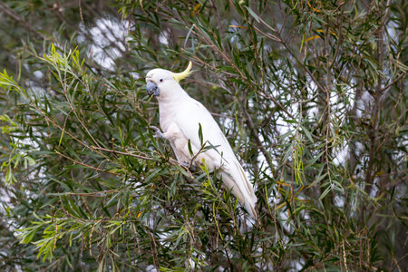 Photograph of a Sulphur Crested Cockatoo sitting and eating leaves in a tree in the Blue Mountains...