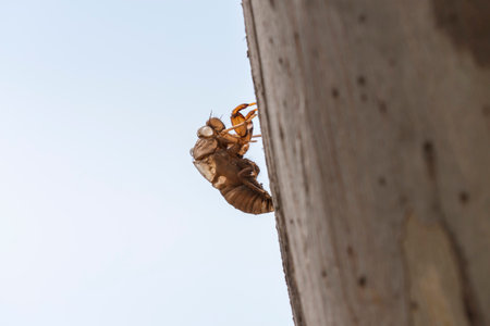Photograph of a dead Cicada insect stuck to wood in a tree in the Blue Mountains in New South Wales,...
