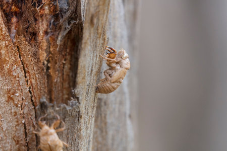 Photograph of a dead Cicada insect stuck to wood in a tree in the Blue Mountains in New South Wales,...