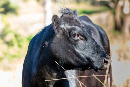 Photograph of the head of a large black cow covered in flying insects in an agricultural field in the Blue Mountains in New South Wales, Australia.の写真素材