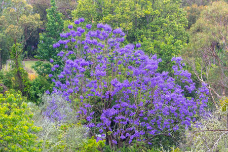 Photograph of a large Jacaranda tree with colourful violet blossoms in a domestic garden in the Blue Mountains in New South Wales, Australia.の写真素材