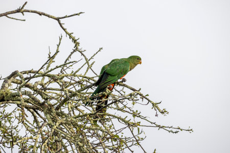 Photograph of an Australian King Parrot sitting in a leafless tree in the sunshine in the Blue...
