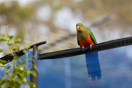 Photograph of an Australian King Parrot sitting on a blue fabric fence in the sunshine in the Blue Mountains in New South Wales, Australia.の写真素材