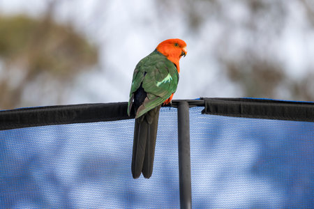 Photograph of an Australian King Parrot sitting on a blue fabric fence in the sunshine.の写真素材