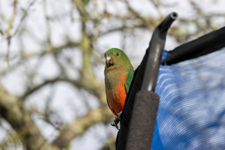 Photograph of an Australian King Parrot sitting on a blue fabric fence in the sunshine in the Blue Mountains in New South Wales, Australia.の写真素材