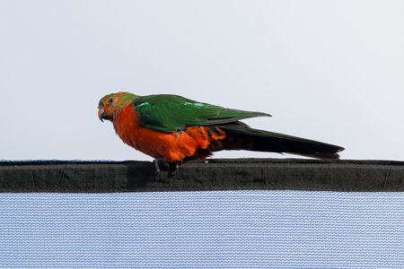 Photograph of an Australian King Parrot sitting on a blue fabric fence in the sunshine in the Blue Mountains in New South Wales, Australia.の写真素材