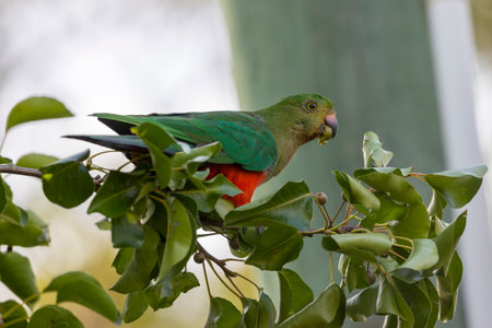 Photograph of an Australian King Parrot sitting and relaxing in a green leafy tree in the Blue...