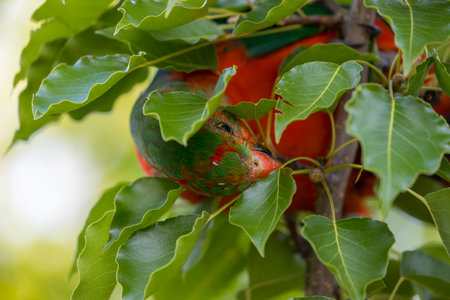 Photograph of an Australian King Parrot eating berries in a green leafy tree in the Blue Mountains...