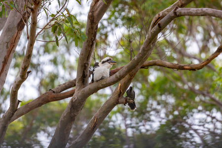Photograph of a Kookaburra sitting on a branch in a Gum Tree in the sunshine near another local bird in the Blue Mountains in New South Wales, Australia.の写真素材