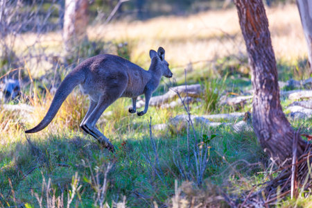 Photograph of an Australian Kangaroo hopping through bushland on a sunny day in the Blue Mountains in Australia.の写真素材