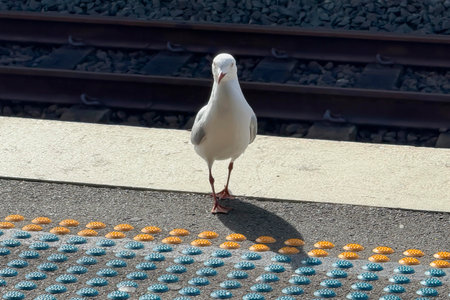 Photograph of a Seagull walking on an urban train station platform on a bright sunny day.の写真素材