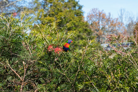 Photograph of a vibrantly coloured Rainbow Lorikeet bird sitting on a tree branch in a domestic garden in the Blue Mountains in NSW, Australia.の写真素材