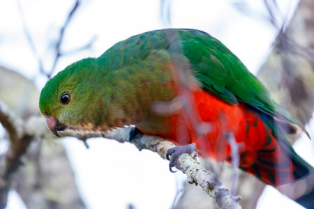 Photograph of a green feathered female Australian King Parrot sitting on a tree branch in a domestic garden in the Blue Mountains in NSW, Australia.の写真素材