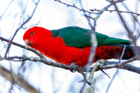 Photograph of a red feathered male Australian King Parrot sitting on a tree branch in a domestic...