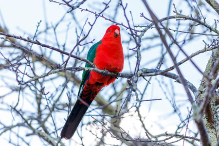 Photograph of a red feathered male Australian King Parrot sitting on a tree branch in a domestic...