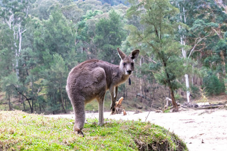 Photograph of a Kangaroo eating grass near the Capertee River in Capertee Valley in the Wollemi...