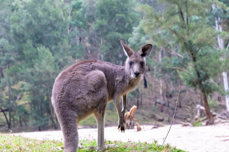 Photograph of a Kangaroo eating grass near the Capertee River in Capertee Valley in the Wollemi...