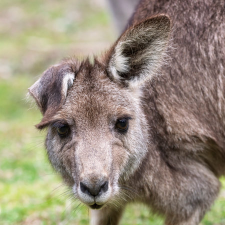 Photograph up close of the head of a small Kangaroo in Capertee Valley in the Wollemi National Park...