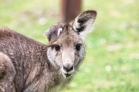 Photograph up close of the head of a small Kangaroo in Capertee Valley in the Wollemi National Park in the Central Tablelands of NSW, Australia.の写真素材