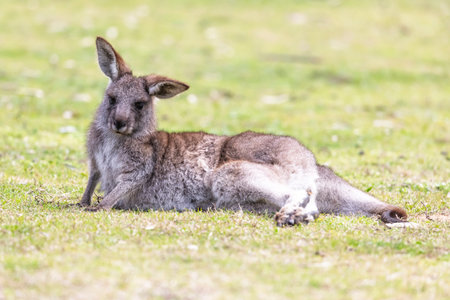 Photograph of a Kangaroo relaxing on grass in the midday sunshine in Capertee Valley in the Wollemi...