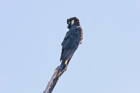 Photograph of a Yellow Tailed Black Cockatoo sitting on a tree branch and preening their feathers in the Blue Mountains in NSW, Australia.の写真素材