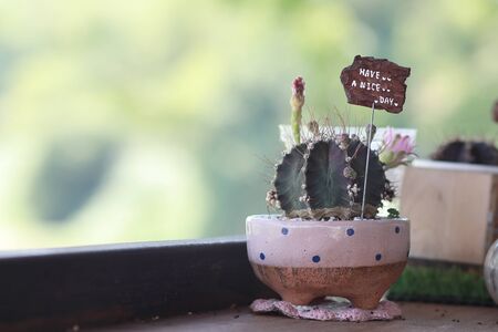 Cactus flower pot with have a nice day banner put wording put on old wood tableの写真素材