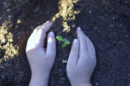 The seedling are growing on the soil between a human's hand, Family activity on weekend to learning...