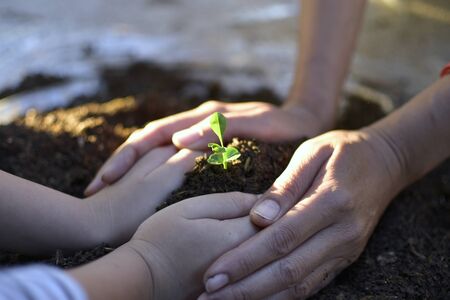 The seedling are growing on the soil between a human's hand, Family activity on weekend to learning Beyond Classroom. ecology concept.reafforestation for save the earthの写真素材