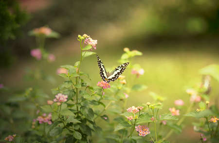 Butterfly on flower in the garden of morning timeの写真素材