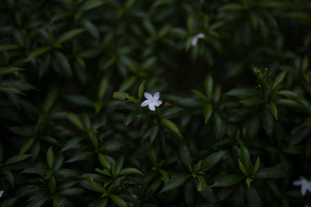 White Gardenia crape jasmine blooming on green leaves background