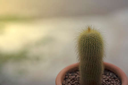 close up thorn of cactus on blurred backgroundの写真素材