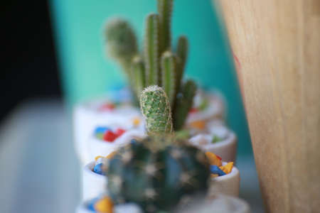 Cactus flower pot on blurred background, selective focusの写真素材