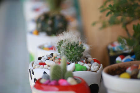 Cactus flower pot on blurred background, selective focusの写真素材