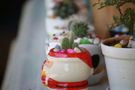 Cactus flower pot on blurred background, selective focusの写真素材