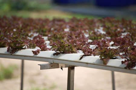 Vegetable plant growing in garden of organic farm, Farming Concept.の写真素材