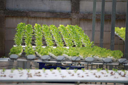 Vegetable plant growing in garden of organic farm, Farming Conceptの写真素材