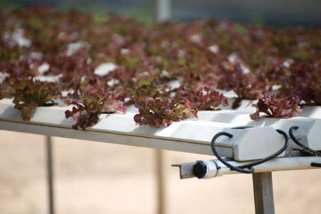 Vegetable plant growing in garden of organic farm, Farming Concept.の写真素材