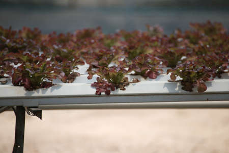 Vegetable plant growing in garden of organic farm, Farming Concept.の写真素材