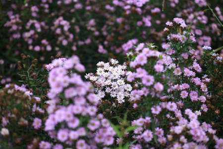 White Marguerite flowers on a natural floral background. Beautiful flower in the gardenの写真素材