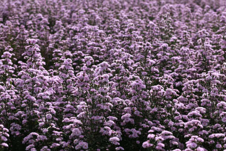 Marguerite flowers on a natural floral background. Beautiful flower in the gardenの写真素材