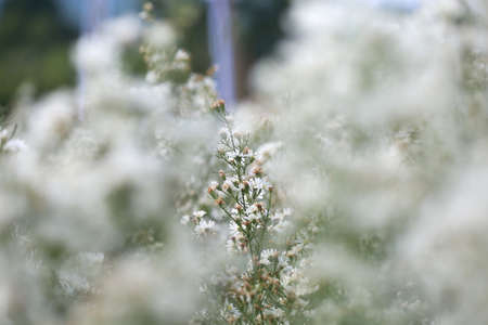 White Marguerite flowers on a natural floral background. Beautiful flower in the gardenの写真素材