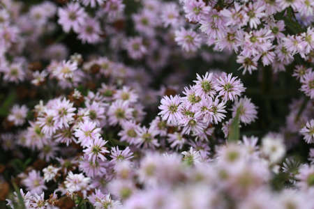 White Marguerite flowers on a natural floral background. Beautiful flower in the gardenの写真素材