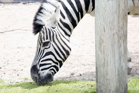 zebraの写真素材