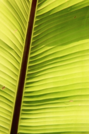 The banana leaf in the my gardenの写真素材